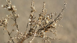 Fototapeta Dmuchawce - brown dried plant weed with fallen petals on blurred background