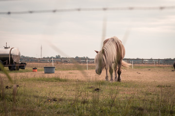 Wall Mural - Light brown stallion is grazing in the meadow during the sunset , 2 horses are grazing in a meadow somewhere on Ameland, the sun sets