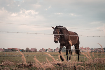 Wall Mural - Approaching large dressage horse with knots in its mane, 2 horses are grazing in a meadow somewhere on Ameland, the sun sets