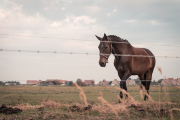 Wall Mural - Approaching large dressage horse with knots in its mane, 2 horses are grazing in a meadow somewhere on Ameland, the sun sets