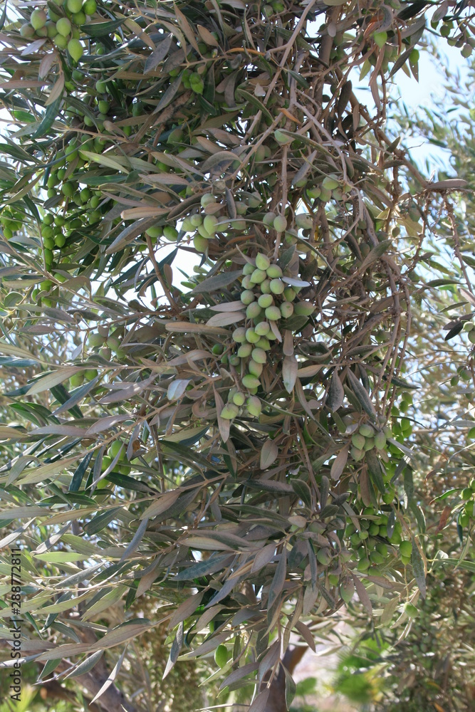 Zielone oliwki na gałęziach drzewa oliwnego - obrazy, fototapety, plakaty 
