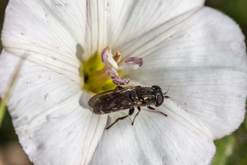 Poster - Allassac (Corrèze, France) - Flore et insecte