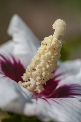 Canvas Print - Allassac (Corrèze, France) - Hibiscus - Althéa