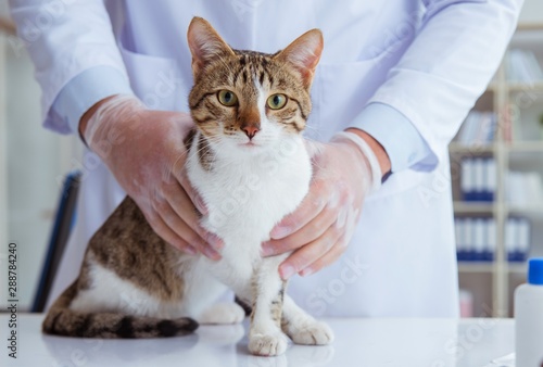 Obraz Dibond Cat visiting vet for regular checkup