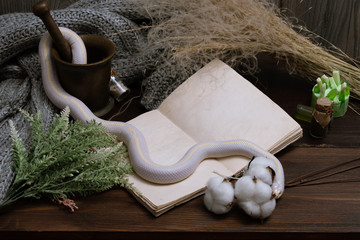 White American royal snake on the background of witchcraft accessories, alchemical instruments and ingredients. Mock up of an open magic book. herbs, mortar, feather and cotton bolls. Halloween