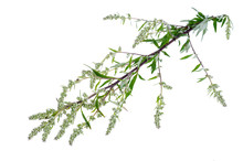 Artemisia Absinthium With Leaves Isolated On White Background