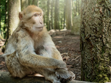 Portrait Of Thinking Berber Monkey 