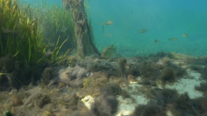 Wall Mural - A wild Snook (Centropomus undecimalis) lurks near an eel grass bed searching for prey. Snook are highly prized game fish in Florida, and make excellent table fare.