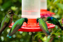 Hummingbird Feeder In Costa Rica