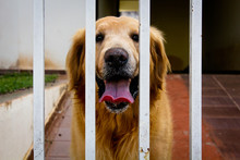 Golden Retriever Dog Looking Through An Iron Gate
