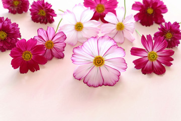 Fotomurales - Beautiful cosmos flowers on pale pink background