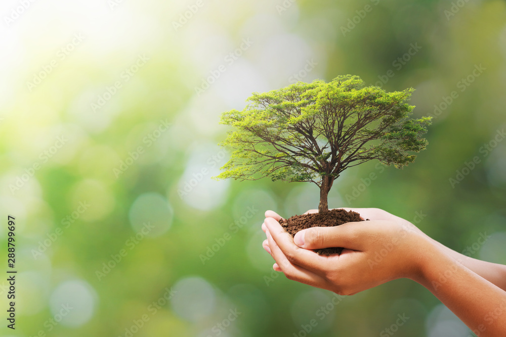 hand holding tree on blur green nature background. concept eco earth day - obrazy, fototapety, plakaty 