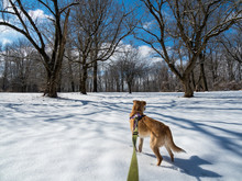 Walking Dog In Snowy Woods, POV Dog On Leash In Winter