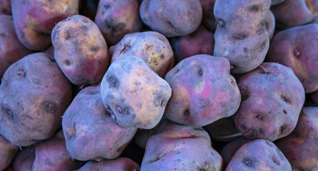 Panoramic photograph of endemic native peruvian purple potatoes in a local market in Cusco, Peru.