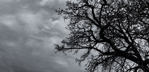 Wall Mural - Silhouette dead tree and branch on grey sky background. Black branches of tree. Nature texture background. Art background for sad, dead, lonely, hopeless, and despair. Halloween day background.