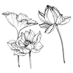 Vector Lotus floral botanical flowers. Black and white engraved ink art. Isolated lotus illustration element.