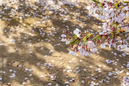 桜の花と地面に落ちた桜の花びら Buy This Stock Photo And Explore Similar Images At Adobe Stock Adobe Stock