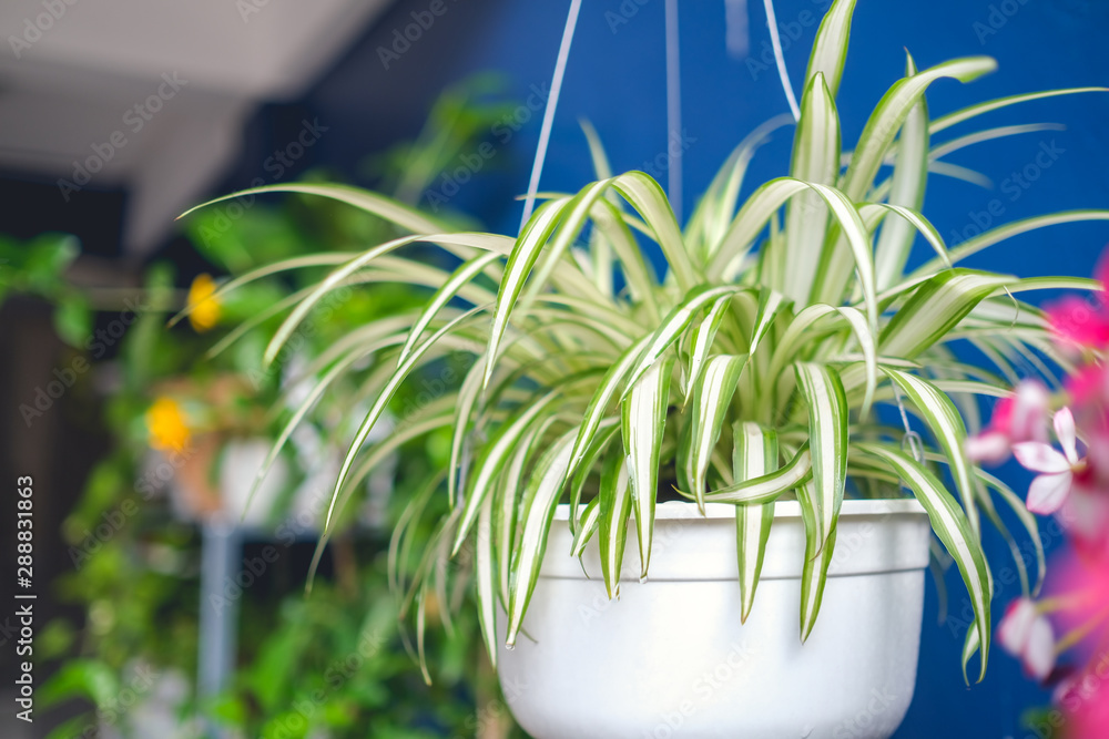 Chlorophytum comosum, Spider plant in white hanging pot / basket, Air purifying plants for home, Indoor houseplant, Hanging plant, Vertical wall garden, Houseplants With Health Benefits concept