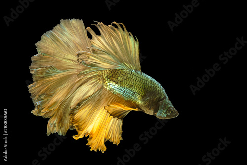 Gold Betta Fish Are Fighting Siamese Fighting Fish Betta Fish On Black Background With Clipping Path Buy This Stock Photo And Explore Similar Images At Adobe Stock Adobe Stock