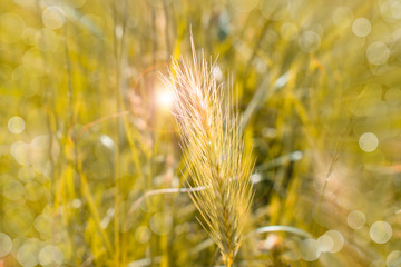 yellow autumn blurred background. ears of wheat in the field