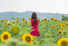 Young Woman In A Field Of Sunflowers In A Red Dress. Woman Holding Hat In Sunflower Field
