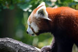 Fototapeta Zwierzęta - Red Panda Ailurus Fulgens on Branch Closeup