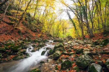 Wall Mural - Amazing Autumn landscape. River in colorful autumn park with yellow, orange, red, green leaves. Golden colors in the mountain forest with a small stream. Season specific.