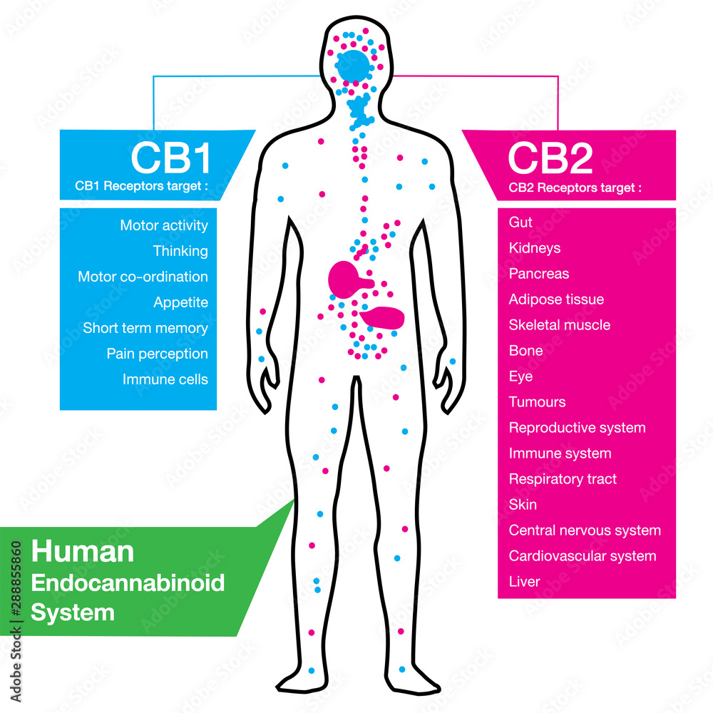human endocannabinoid CB1 and CB2 Receptors target system active in ...