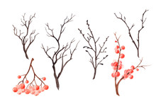 Set Of Autumn And Winter Branches And Berries With Watercolor Paints. Background For Textile, Packaging, Notebooks, Paper.