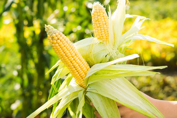 Sticker - Woman farmer holds fresh corn in her hands