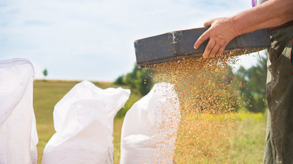 Wall Mural - Farmers manually clean the harvested grain.