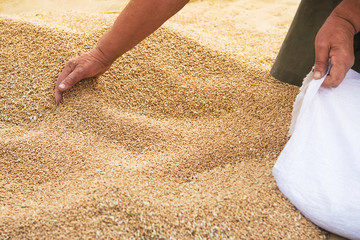 Wall Mural - Farmers manually clean the harvested grain.