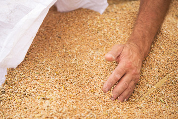 Wall Mural - Farmers manually clean the harvested grain.