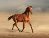Fototapeta Konie - Bay horse in the field