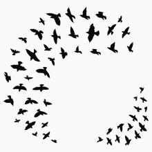 Silhouette Of A Flock Of Birds. Black Contours Of Flying Birds. Flying Pigeons. Tattoo.