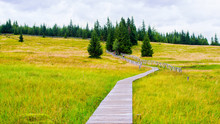 Wooden Mountain Trail Through The Marshes And Peat Bogs Leading To PILGRIMS - Stone Formation