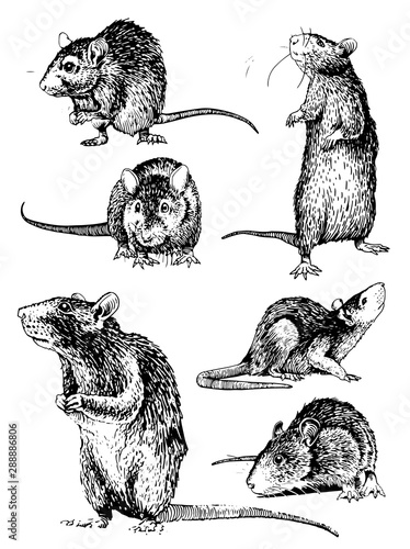 Fotografía Graphical set of rats isolated on white,vector illustration,rodent