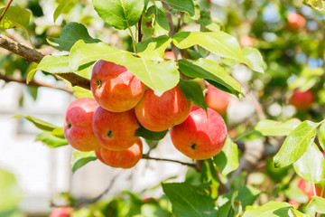  Gardening, agriculture, agronomy, fruit and berry cultivation. Harvest season. Garden fruit tree apple tree. Healthy diet food. Ripe fruits of red apples on a branch in the garden on a warm sunny day