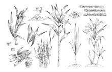 Sugar Canes Hand Drawn Vector Illustrations Set. Sugarcane Trees, Growing Plant Branches Engravings Pack. Rum Ingredient Black And White Drawing. Plantation Harvest Isolated On White Background.