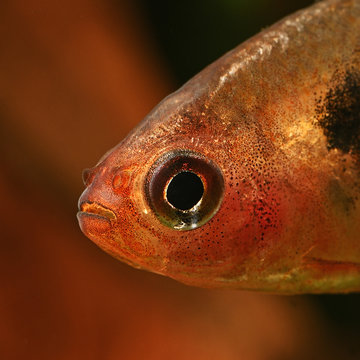 Tetra bloody in detail below the surface.
