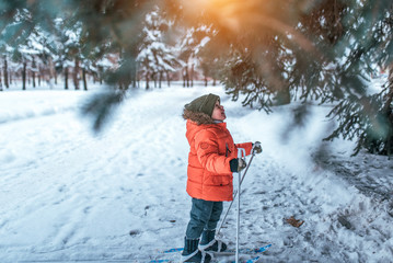 A little boy 3-5 years old, stands in children's skiing in winter, looks up at green tree, looks surprised and happy at snow, snowdrifts, happiness is a child s game.