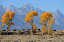 Herd Of Bison In Grand Teton National Park