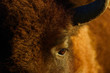 © Staffan Widstrand - Close-up of American Bison eye