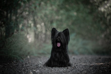 Skye Terrier Black Walking In The Woods.