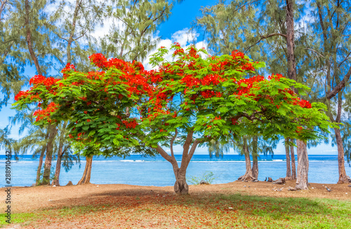 Flamboyant Sur Plage De Saint Leu Ile De La Reunion Stock Photo Adobe Stock