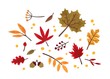 Autumn foliage hand drawn vector illustrations set. Different trees dried leafage and berries isolated on white background. Fall season forest flora. Maple, oak, rowan and chestnut leaves composition.