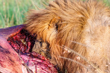 Eating Lion On Savanna In Africa
