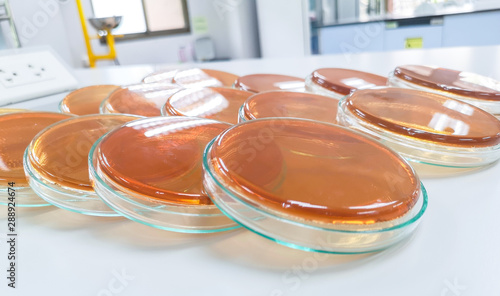Salmonella Shigella Agar Ss Agar Stock Photo Adobe Stock
