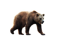 Brown Bear (Ursus Arctos) Isolated On White Background