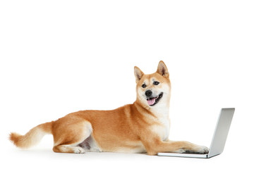 Wall Mural - Shiba inu dog with laptop computer on white background